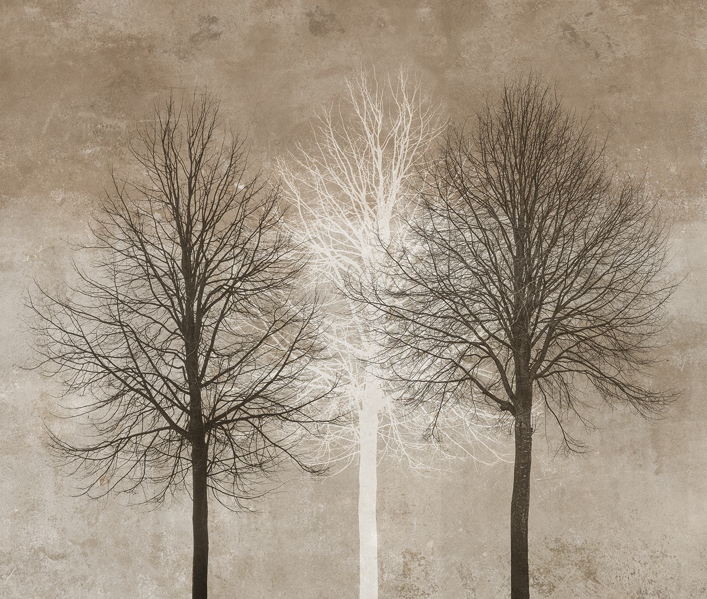 Digitaltapete mit Bäumen 6 Bahnen Superwalls