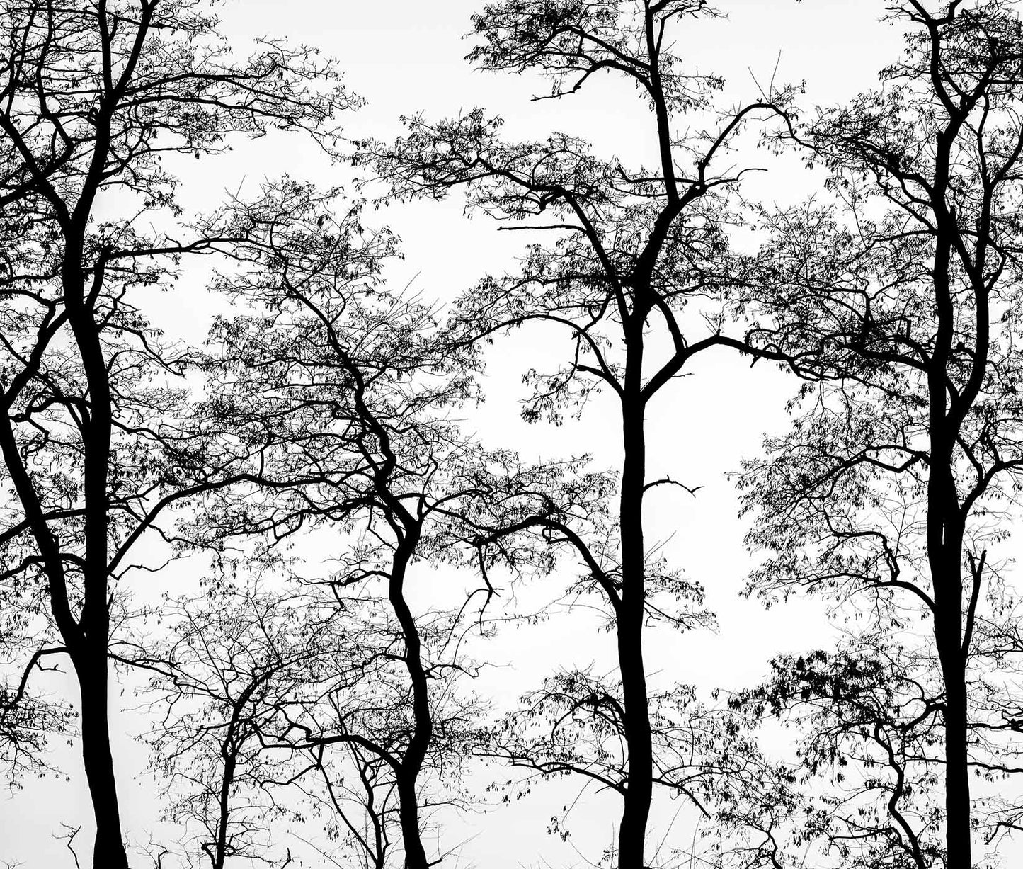 Digitaldrucktapete Black & White Forest