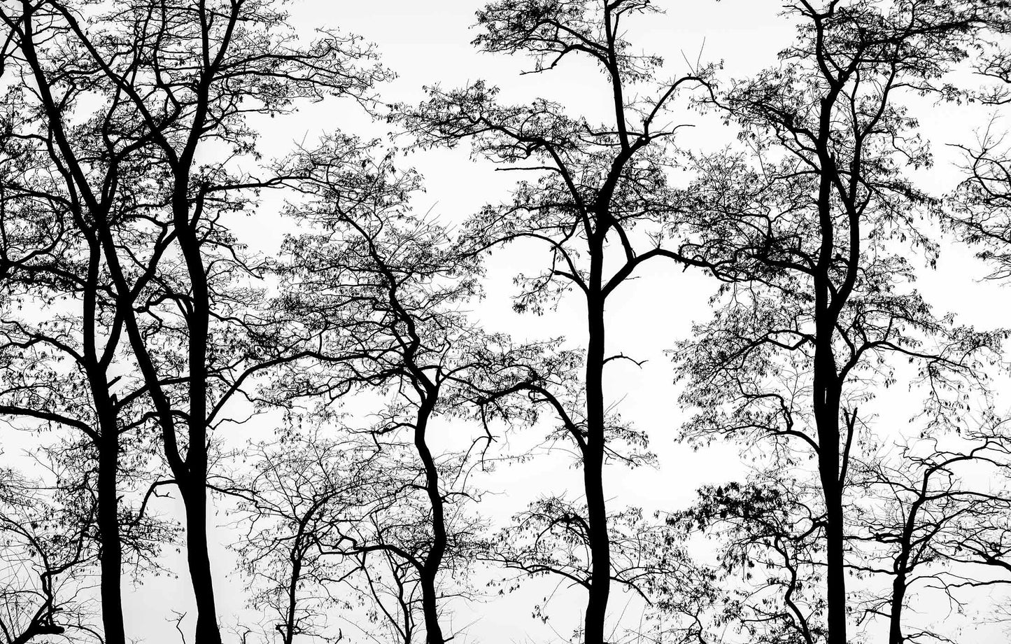 Digitaldrucktapete Black & White Forest