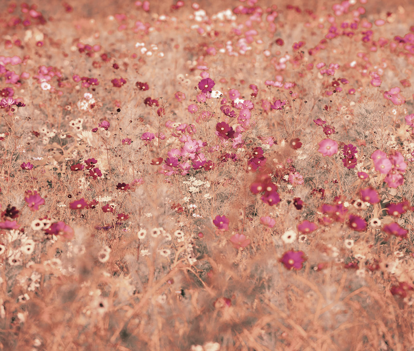 Digitaldrucktapete mit Blumenfeld