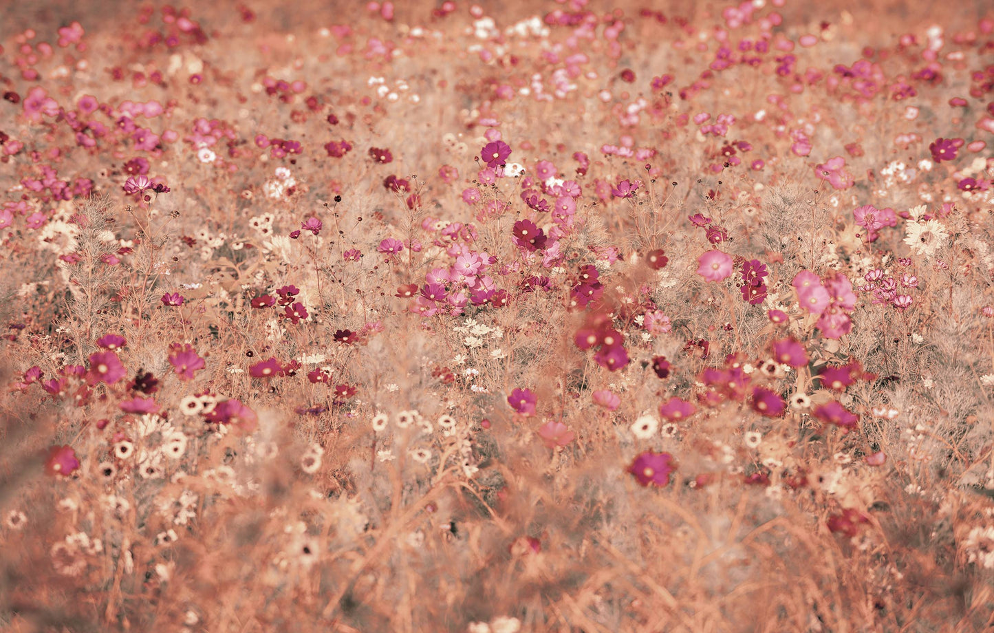 Digitaldrucktapete mit Blumenfeld