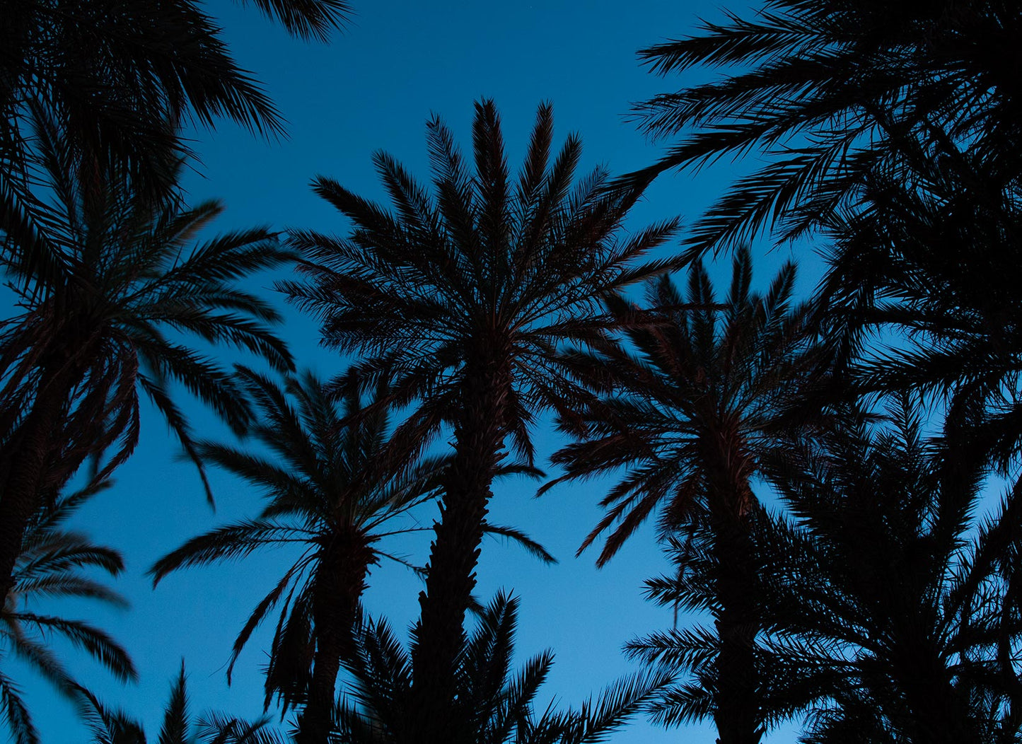 Digitaldrucktapete Palmen