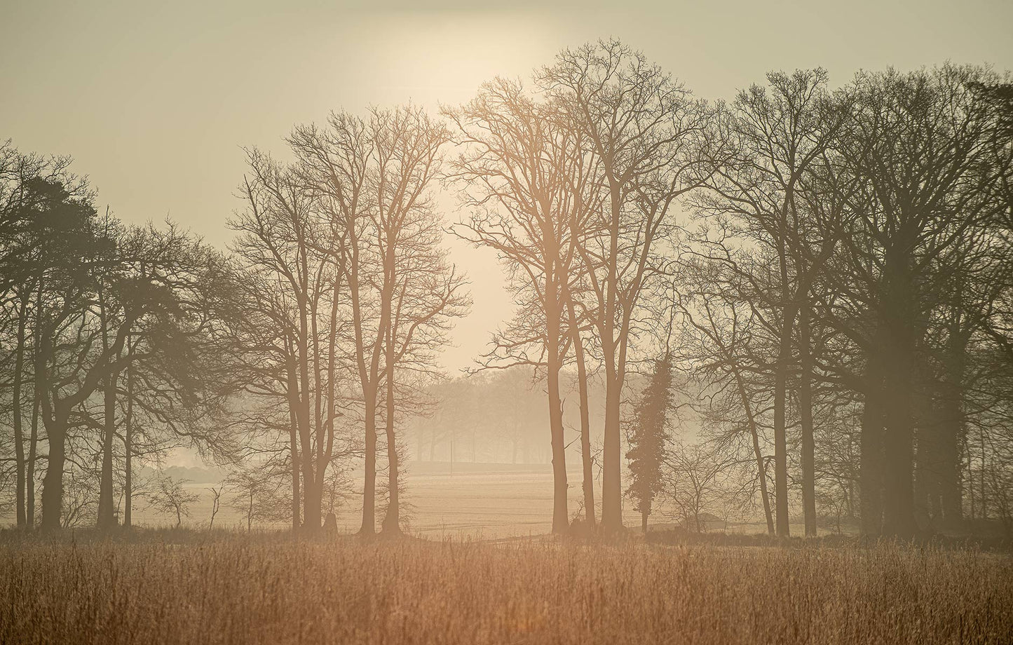 Digitaldrucktapete Bäume im Sonnenaufgang