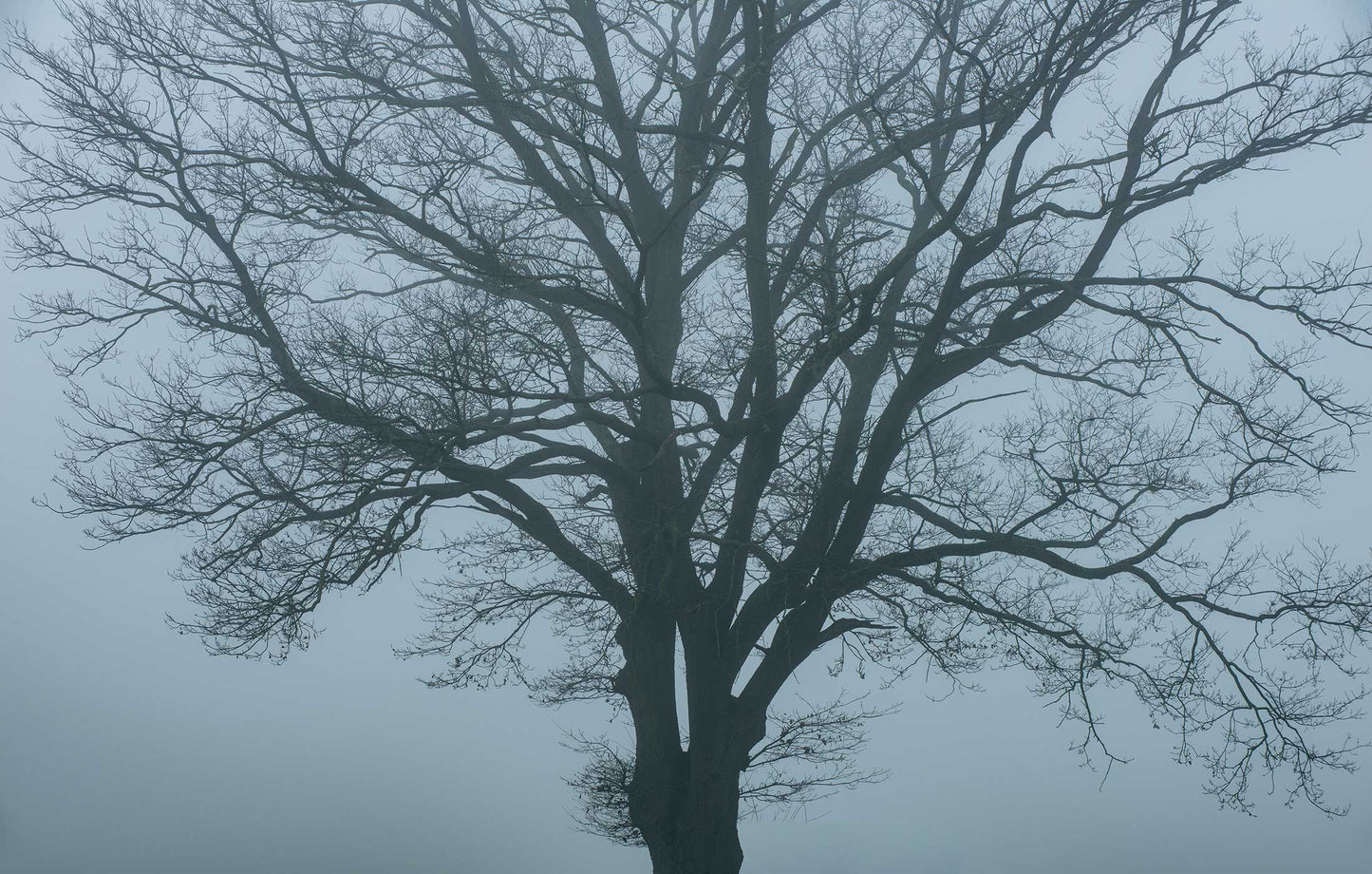 Baum Tapete XL Superwalls