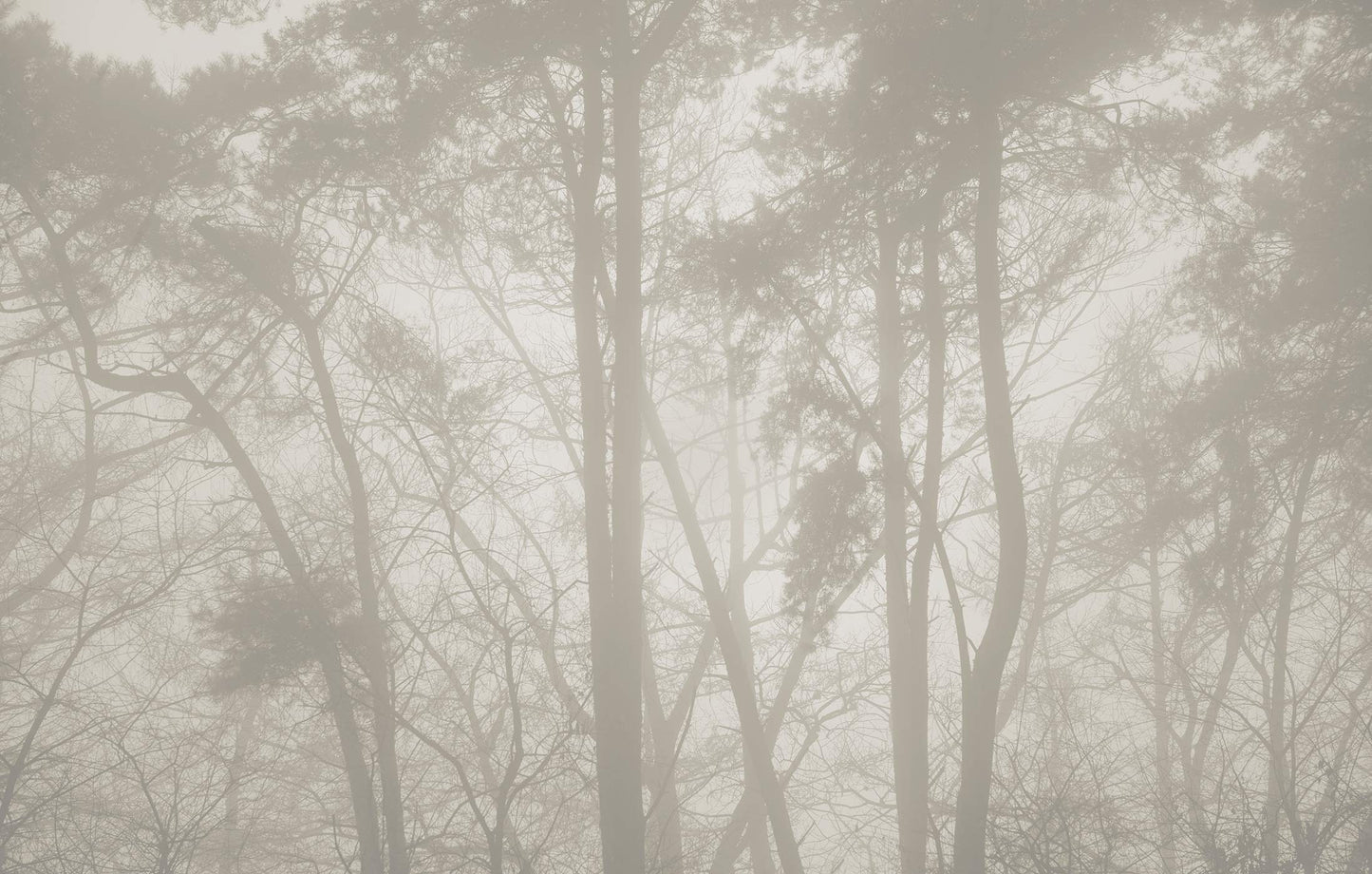 Landschaftstapete 8 Bahnen Superwalls