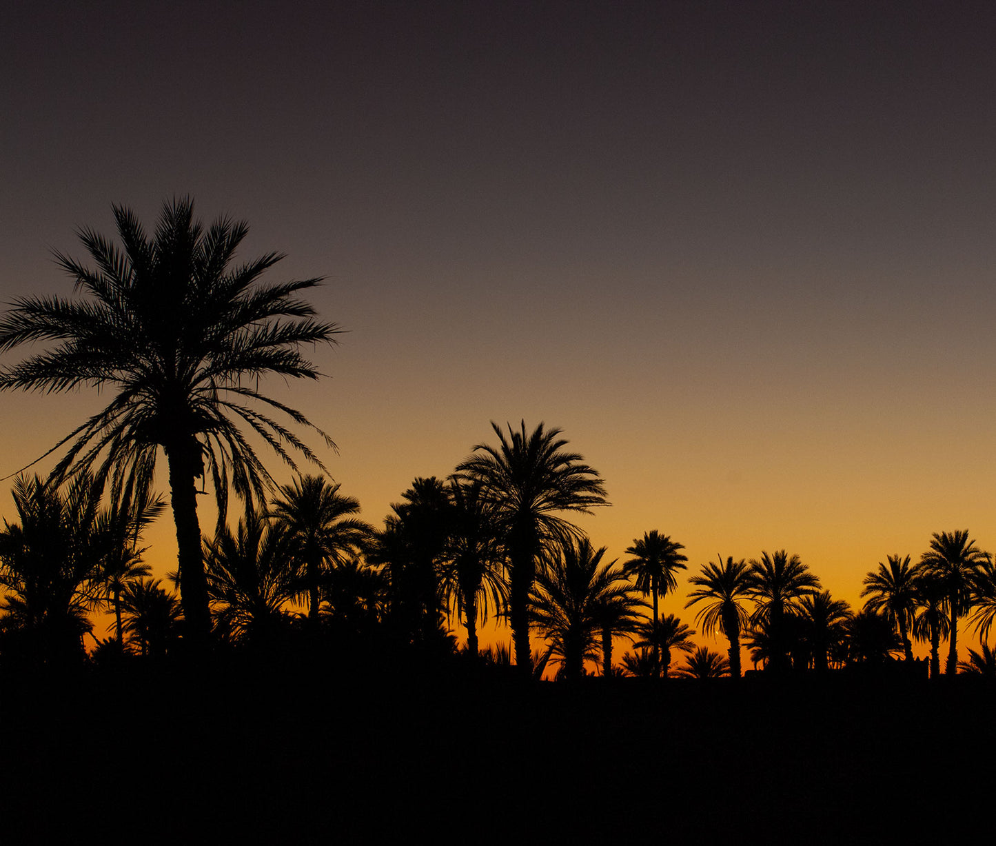 Palmentapete 6 Bahnen Superwalls