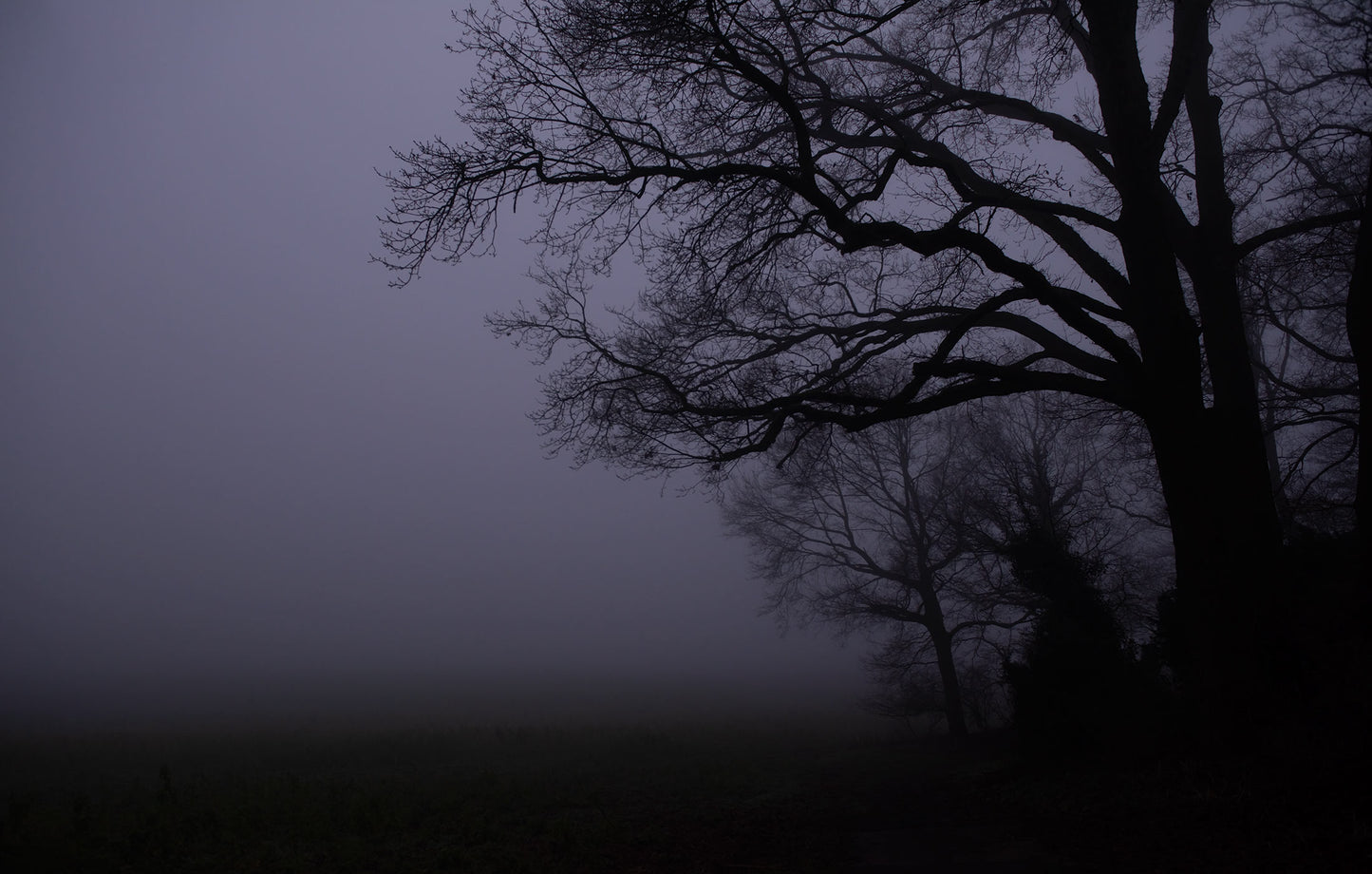 Baum im Nebel Tapete 8 Bahnen Superwalls