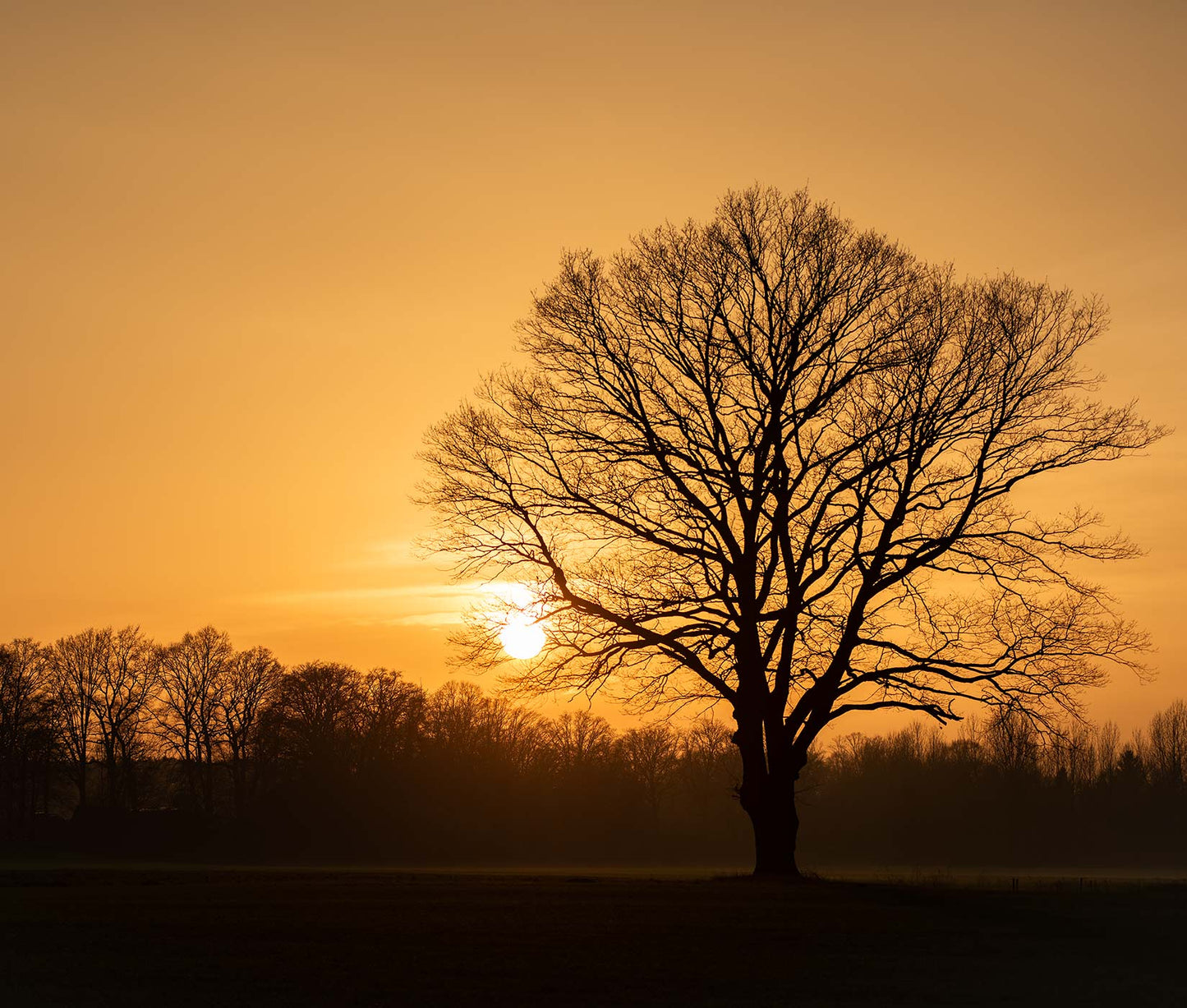 Oak Tree At Sunrise
