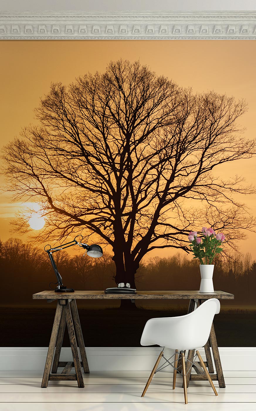 Oak Tree At Sunrise