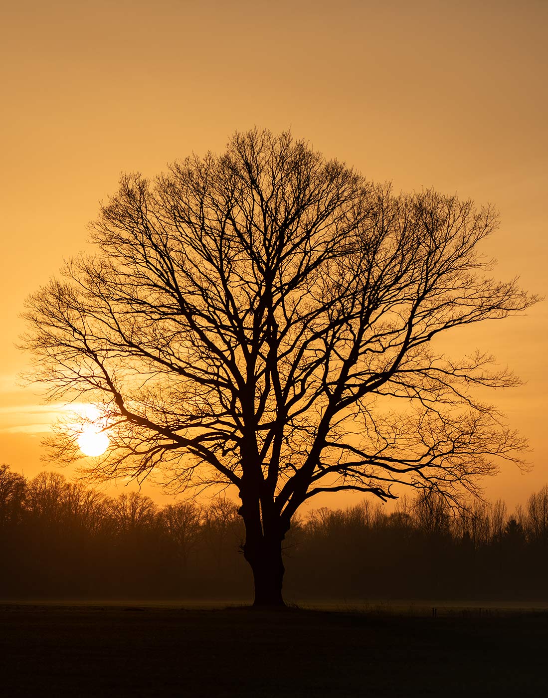 Oak Tree At Sunrise