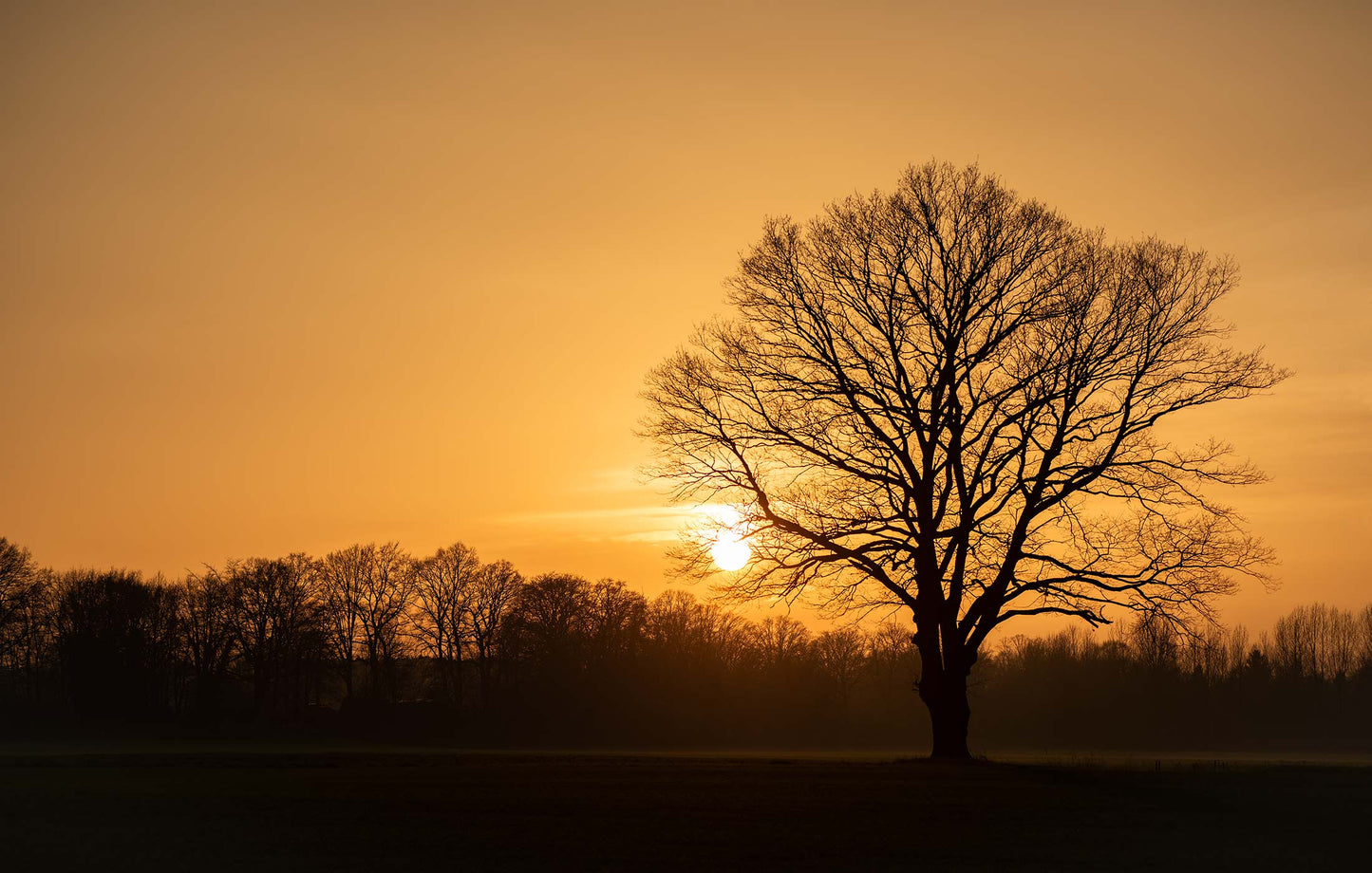 Oak Tree At Sunrise