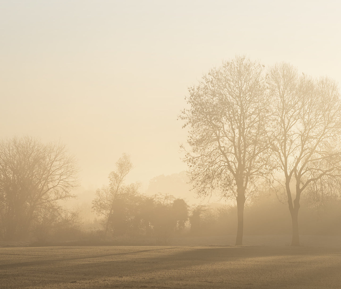 Fototapete von Bäumen im Sonnenaufgang von Superwalls
