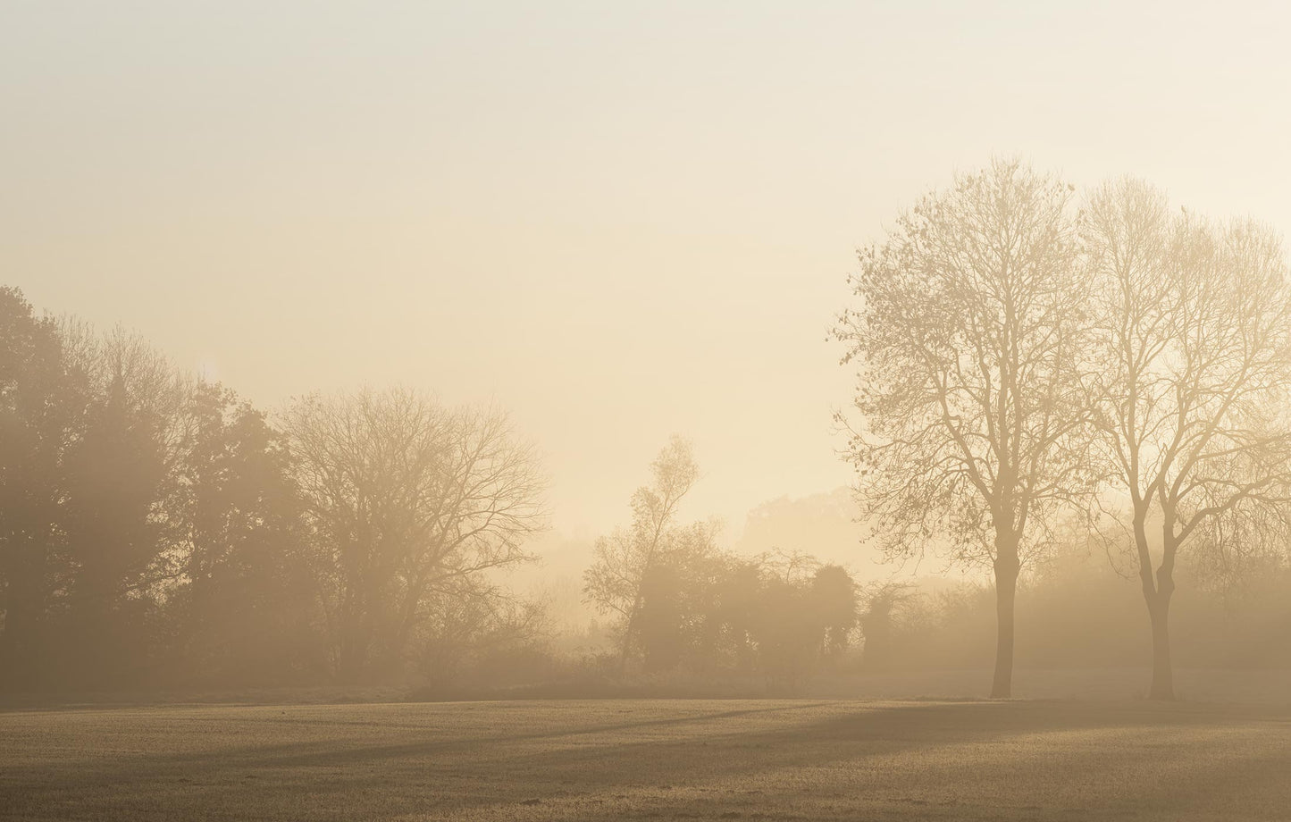 Fototapete von Bäumen im Sonnenaufgang von Superwalls