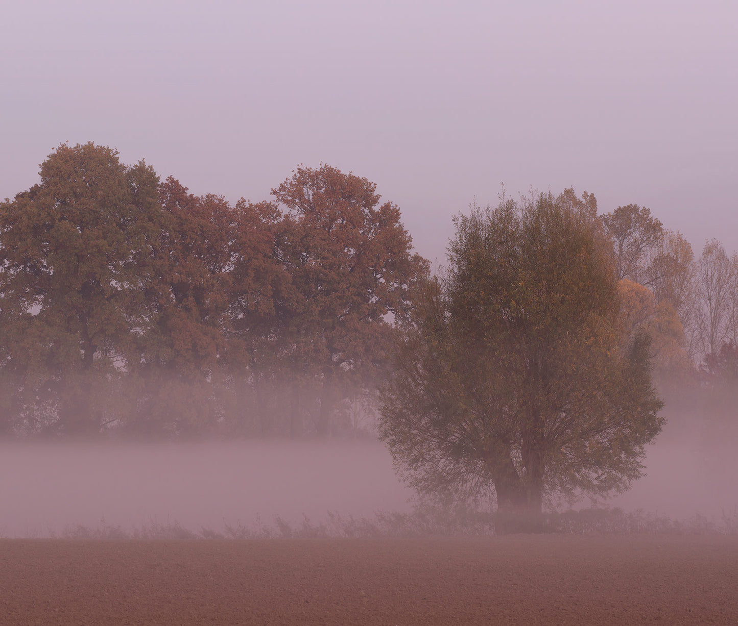Violet Landscape