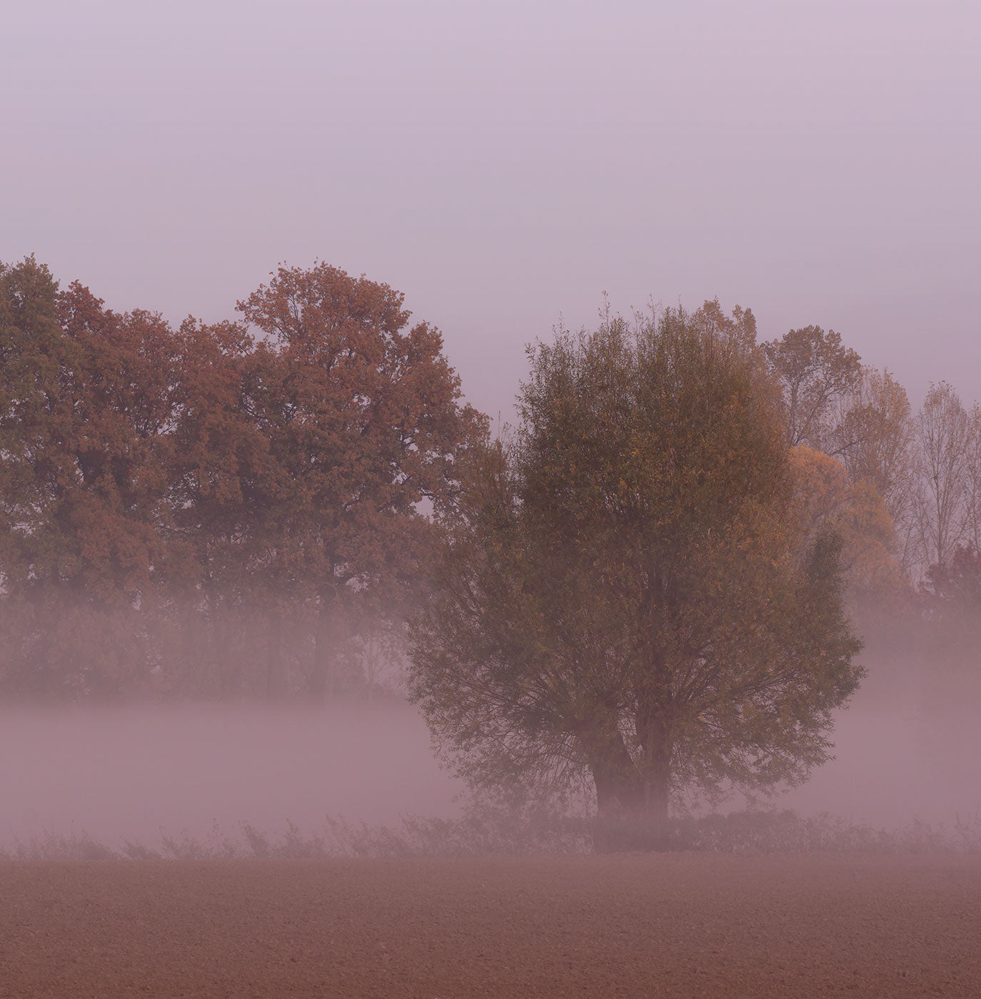 Violet Landscape