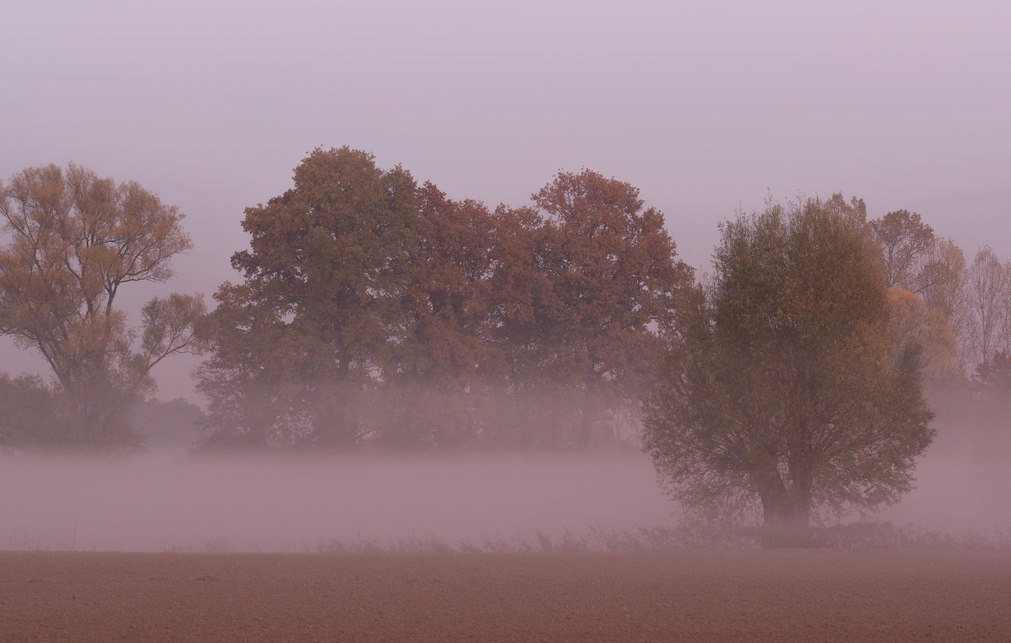 Violet Landscape