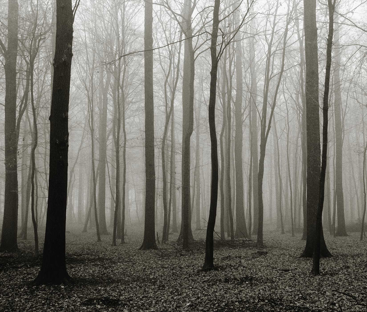 Foggy Forest