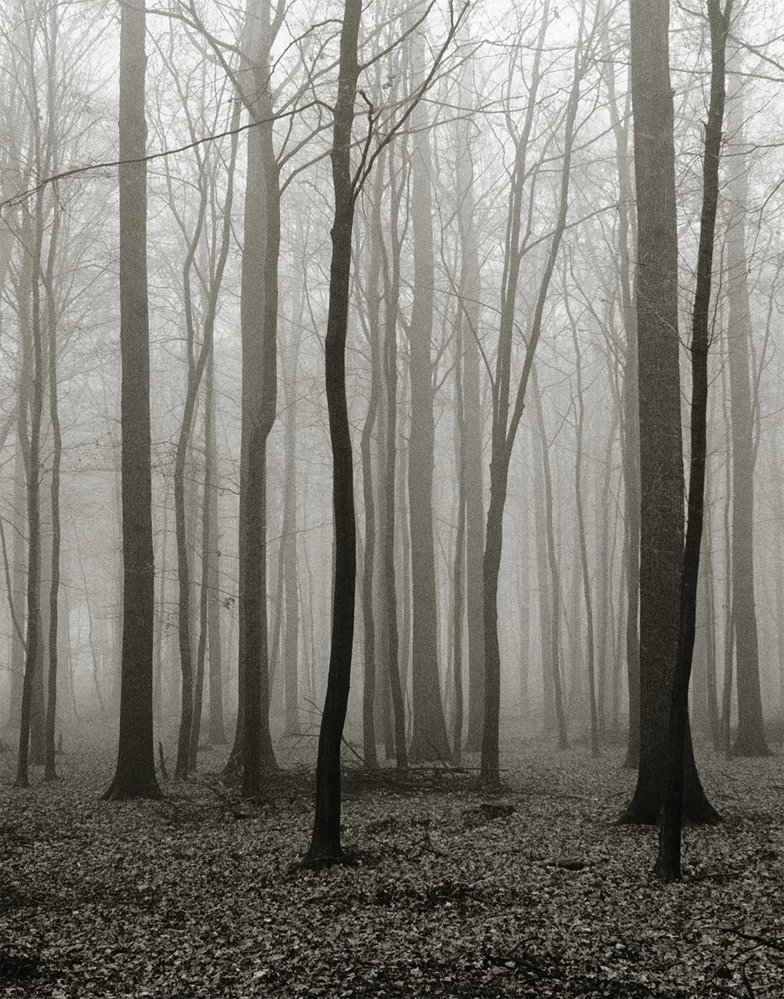 Foggy Forest