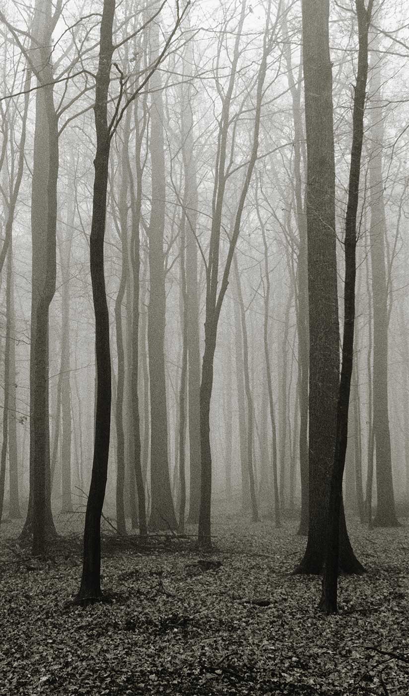 Foggy Forest