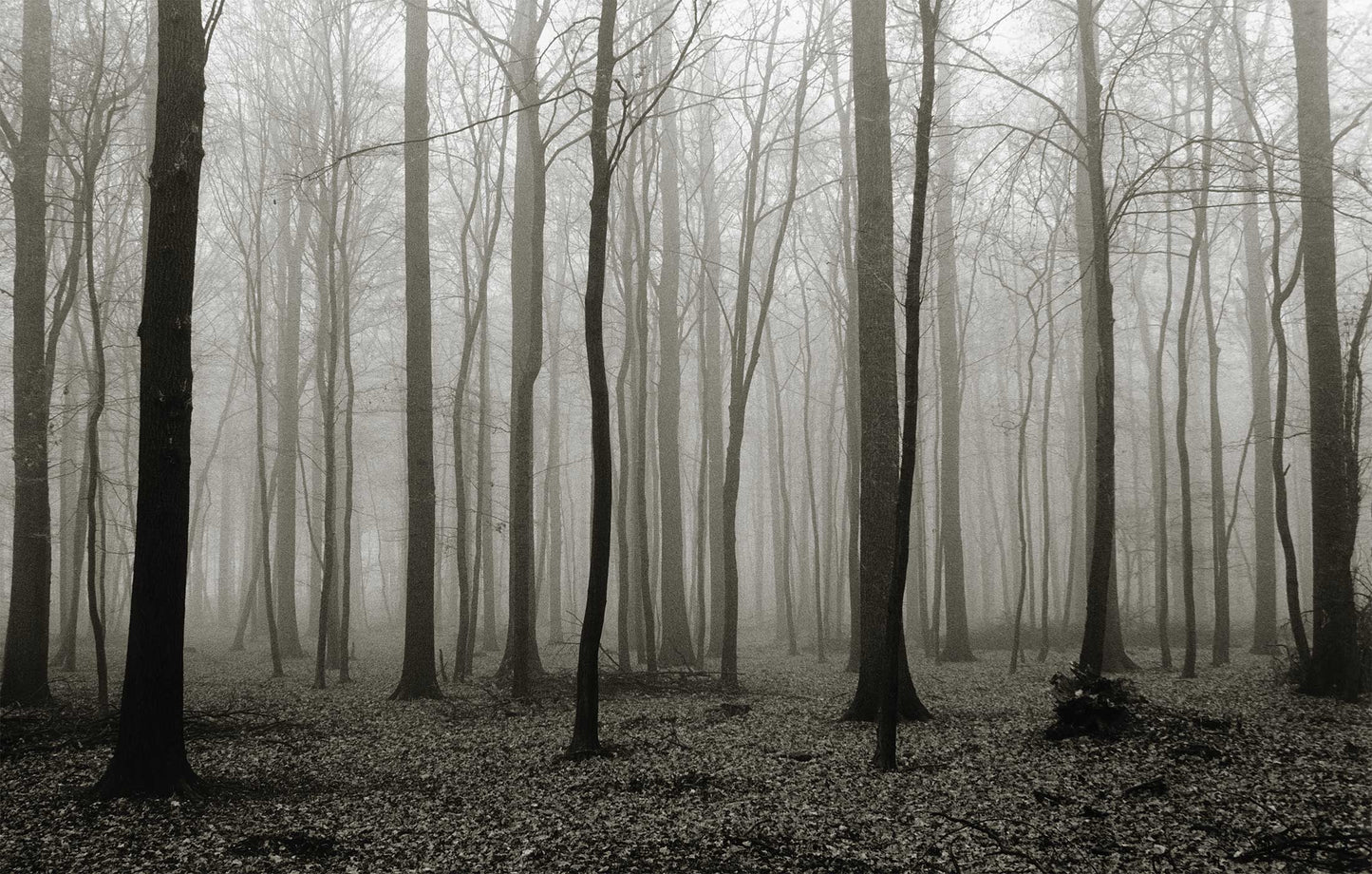 Foggy Forest