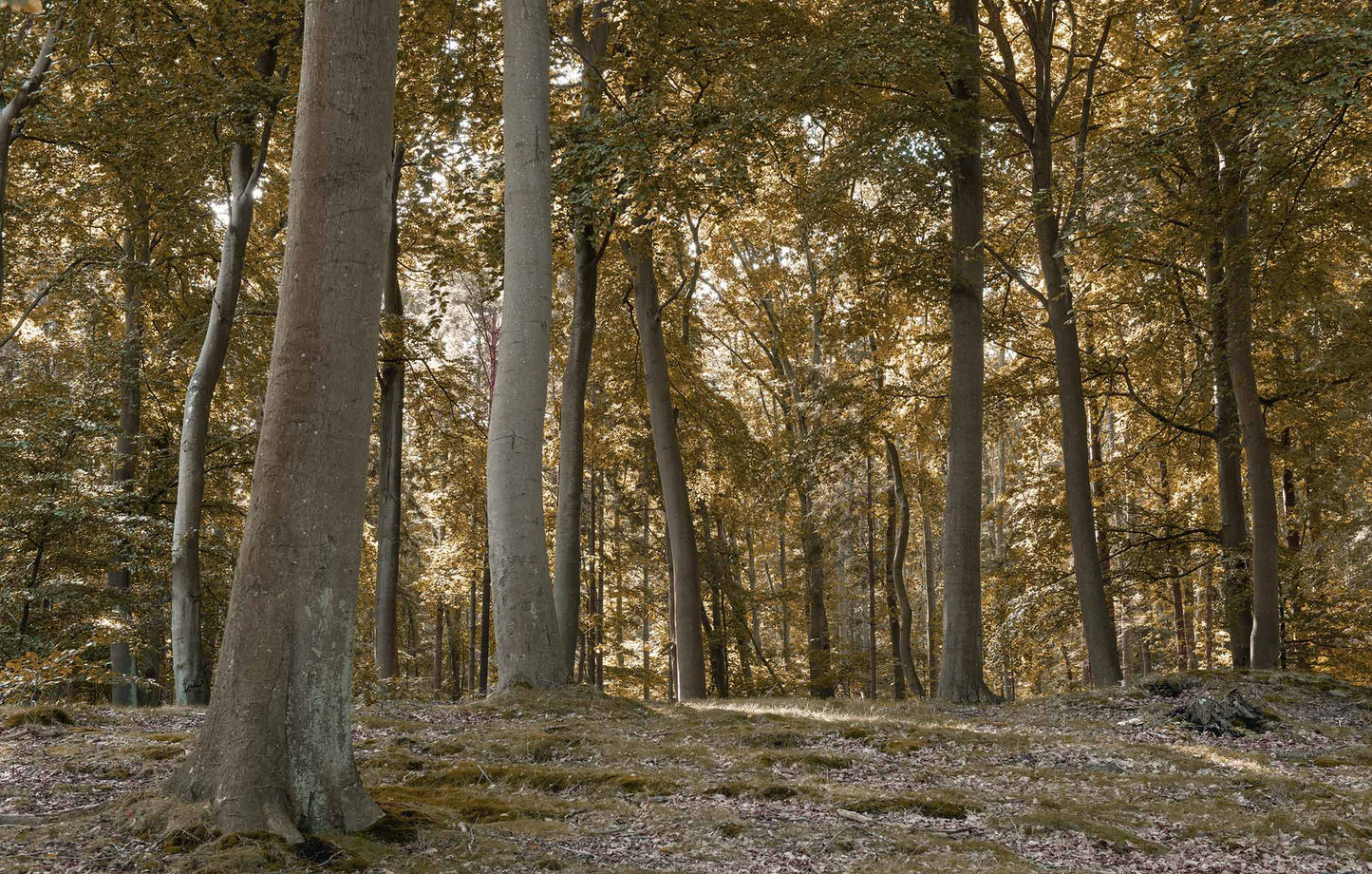Waldtapete von Superwalls