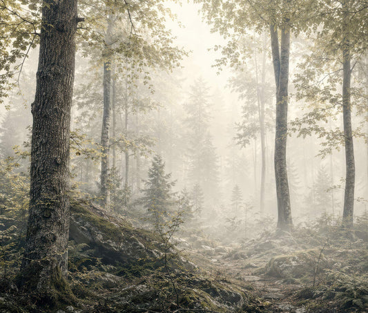 Silent Forest