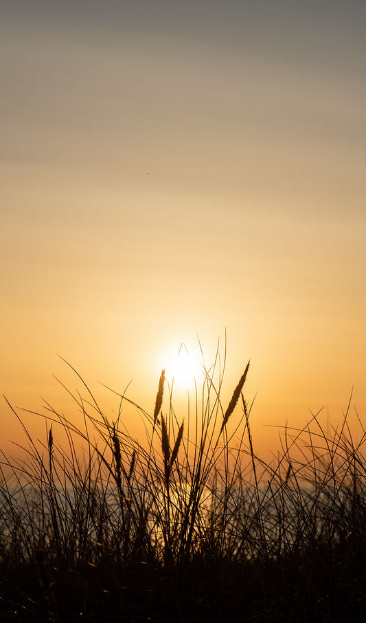 Amber Horizon