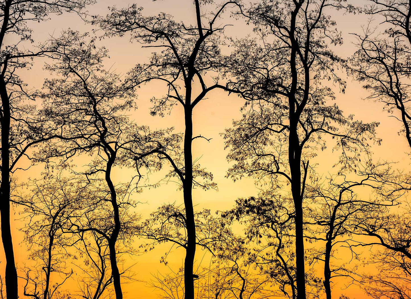 Digitaldrucktapete Sonnenuntergang mit Bäumen