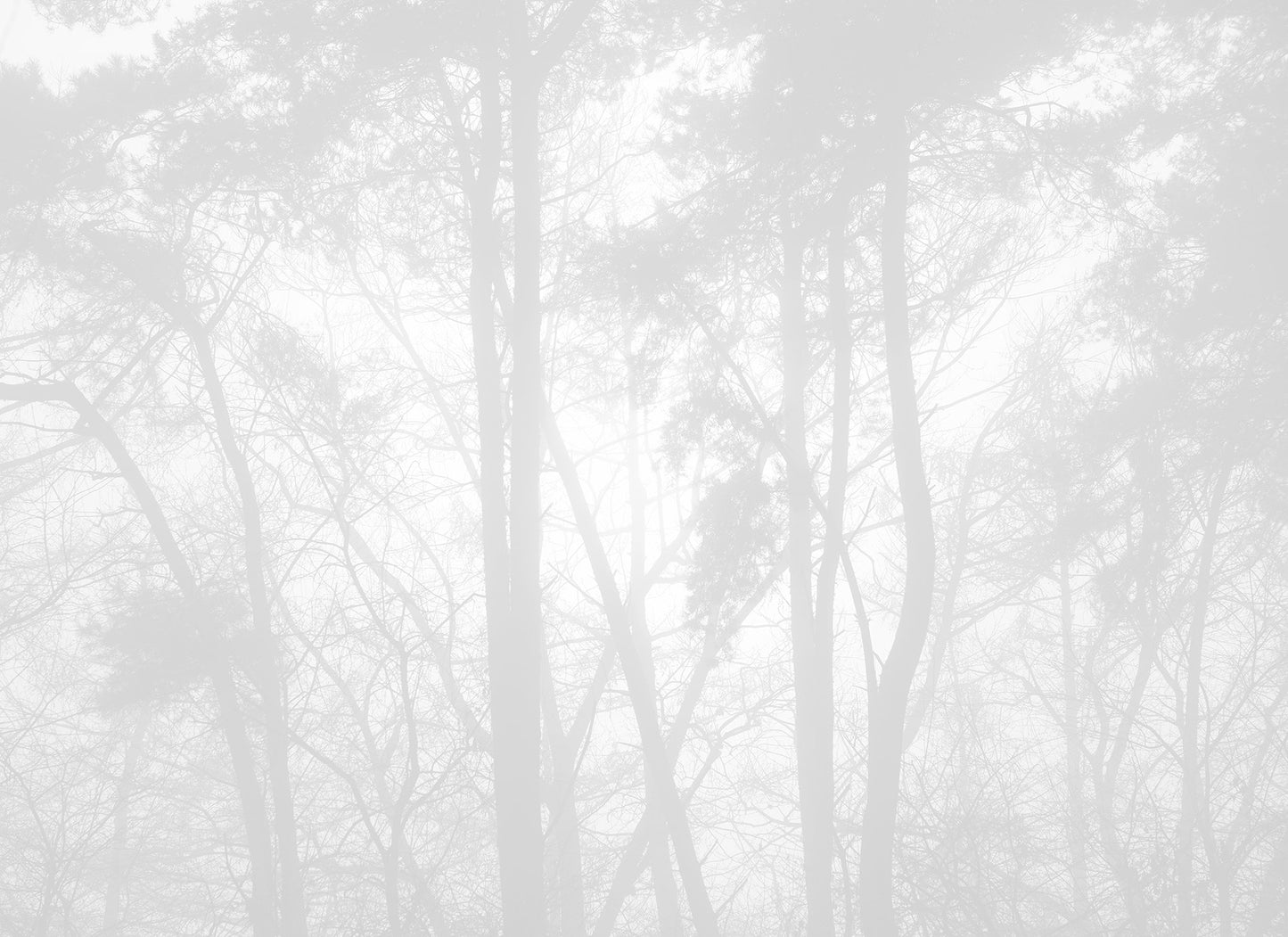 Digitaldrucktapete White Forest 7 Bahnen Superwalls