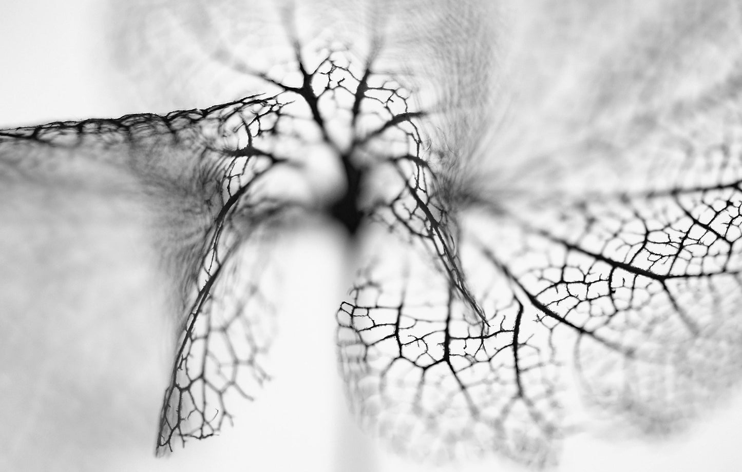 Fototapete 8 Bahnen Superwalls