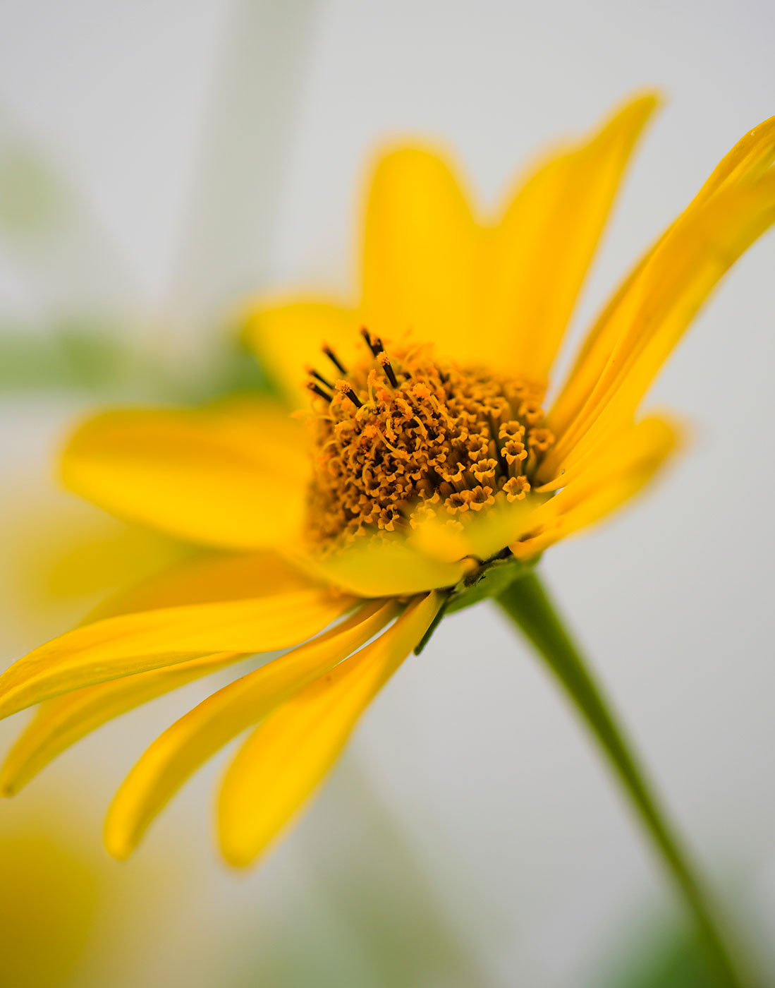 Blumen Tapete 4 Bahnen Superwalls