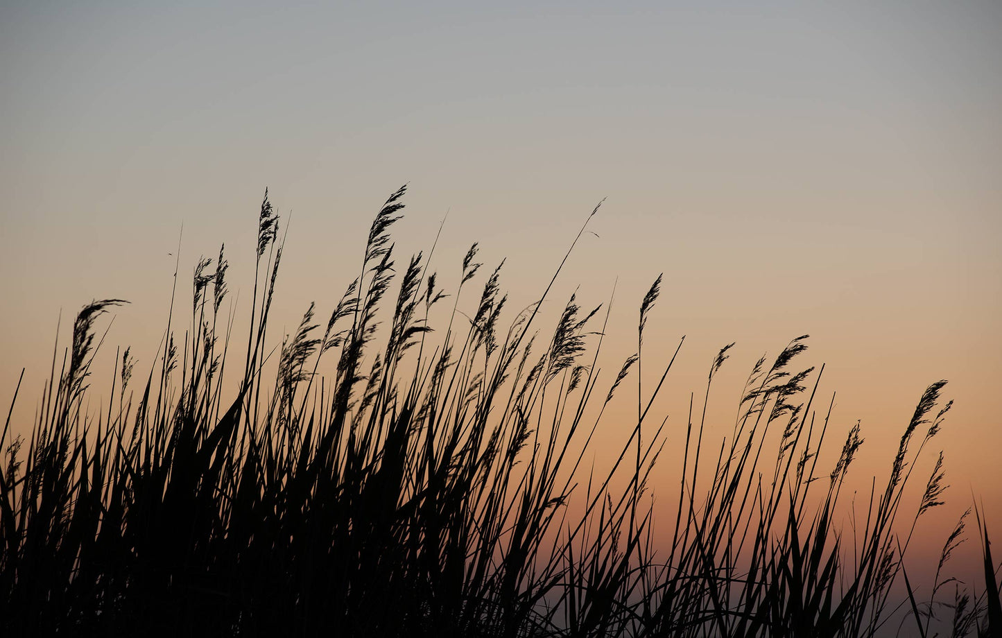 Gräser im Sonnenuntergang Tapete 8 Bahnen Superwalls