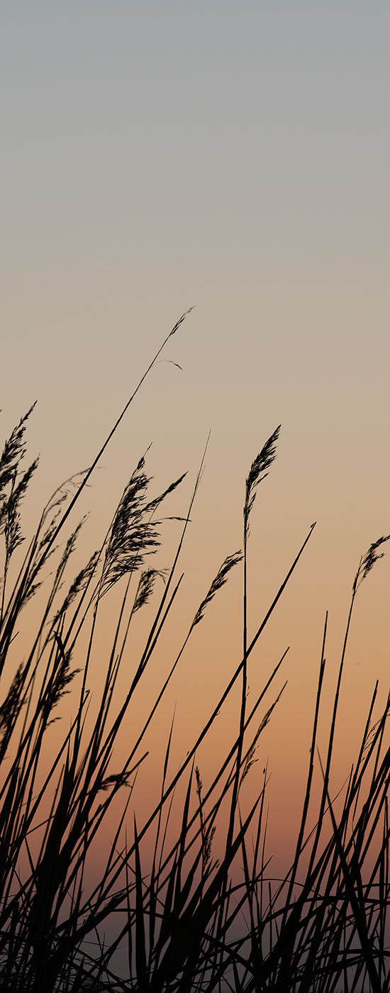 Sunset in the dunes