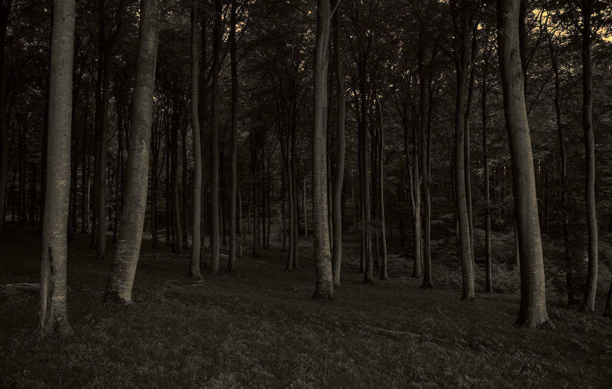 Dark Forest