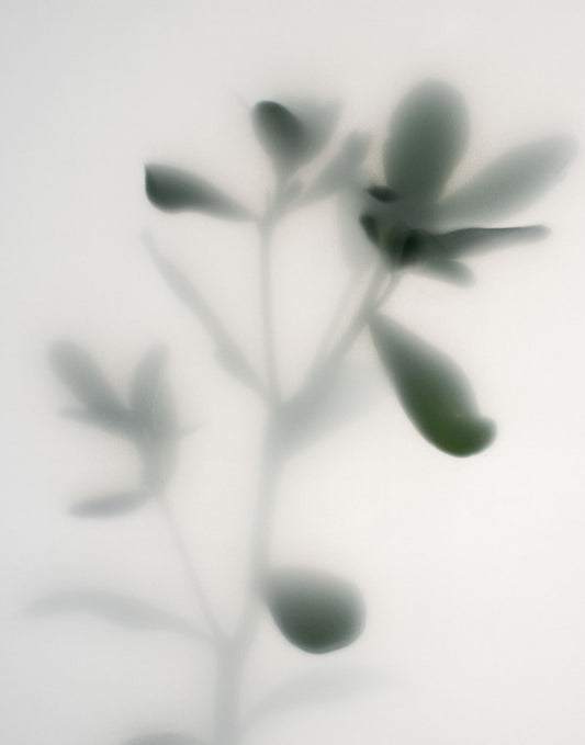 Fade Botanic