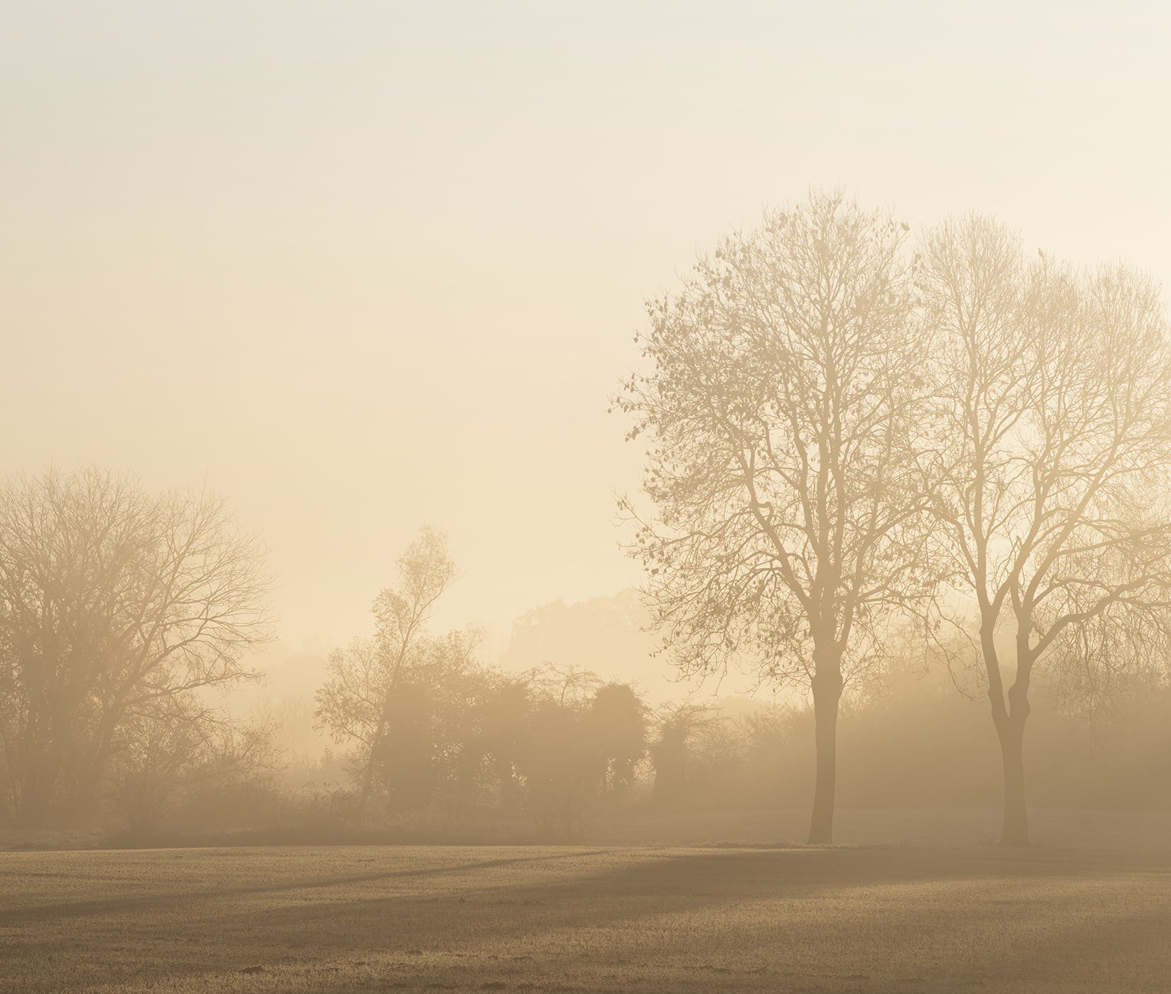 Fototapete von Bäumen im Sonnenaufgang von Superwalls