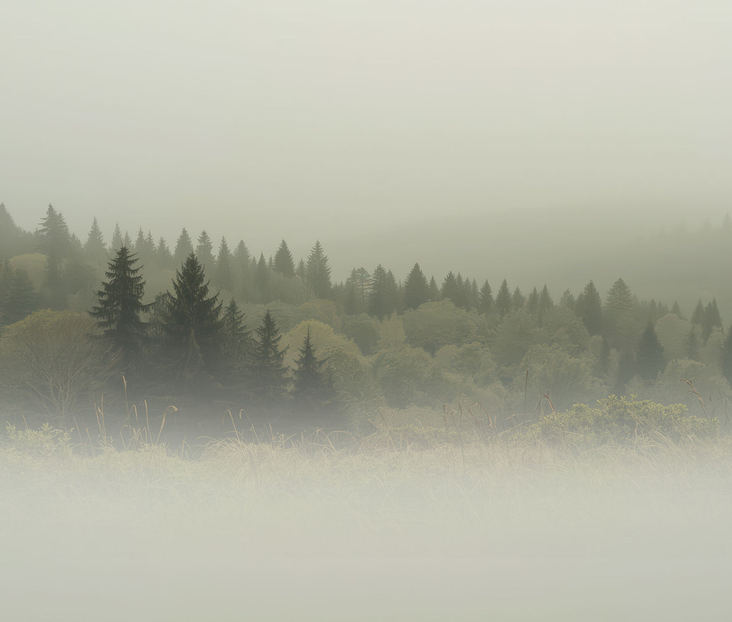 Vliestapete von Superwalls mit nebligem Waldmotiv aus Nadelbäumen.