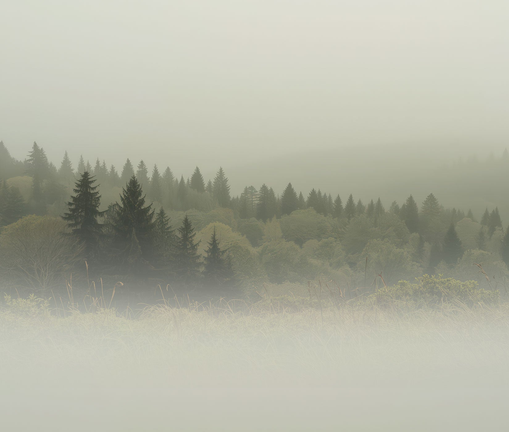 Vliestapete von Superwalls mit nebligem Waldmotiv aus Nadelbäumen.