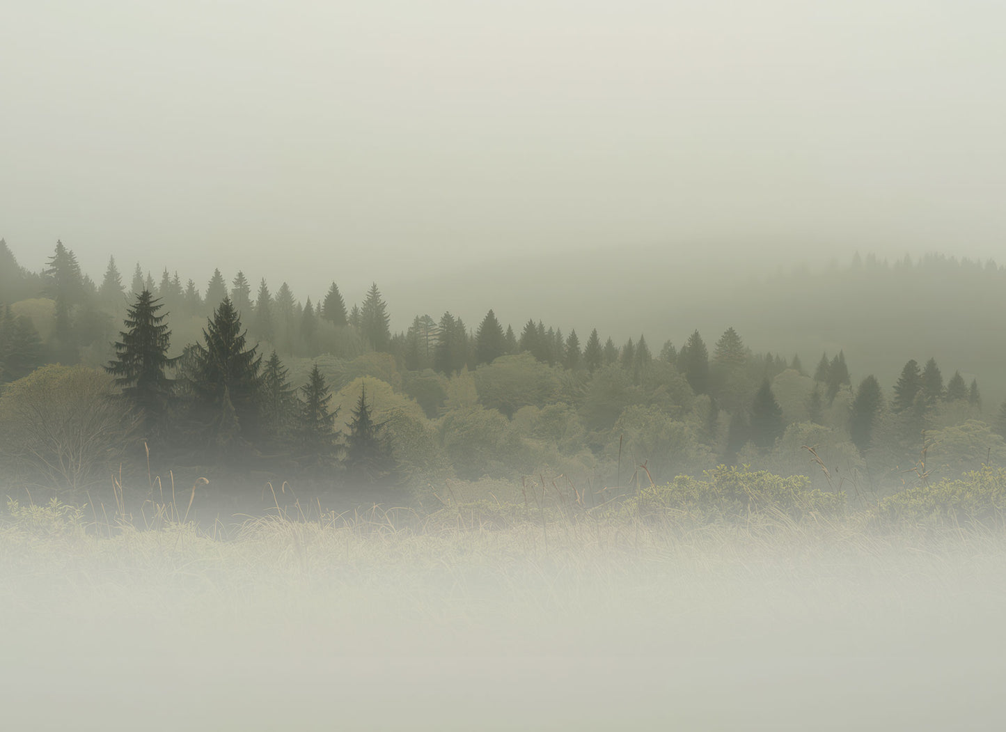 Vliestapete von Superwalls mit nebligem Waldmotiv aus Nadelbäumen.