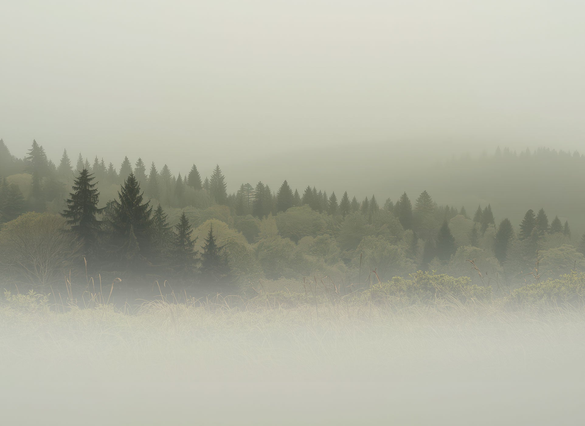 Vliestapete von Superwalls mit nebligem Waldmotiv aus Nadelbäumen.