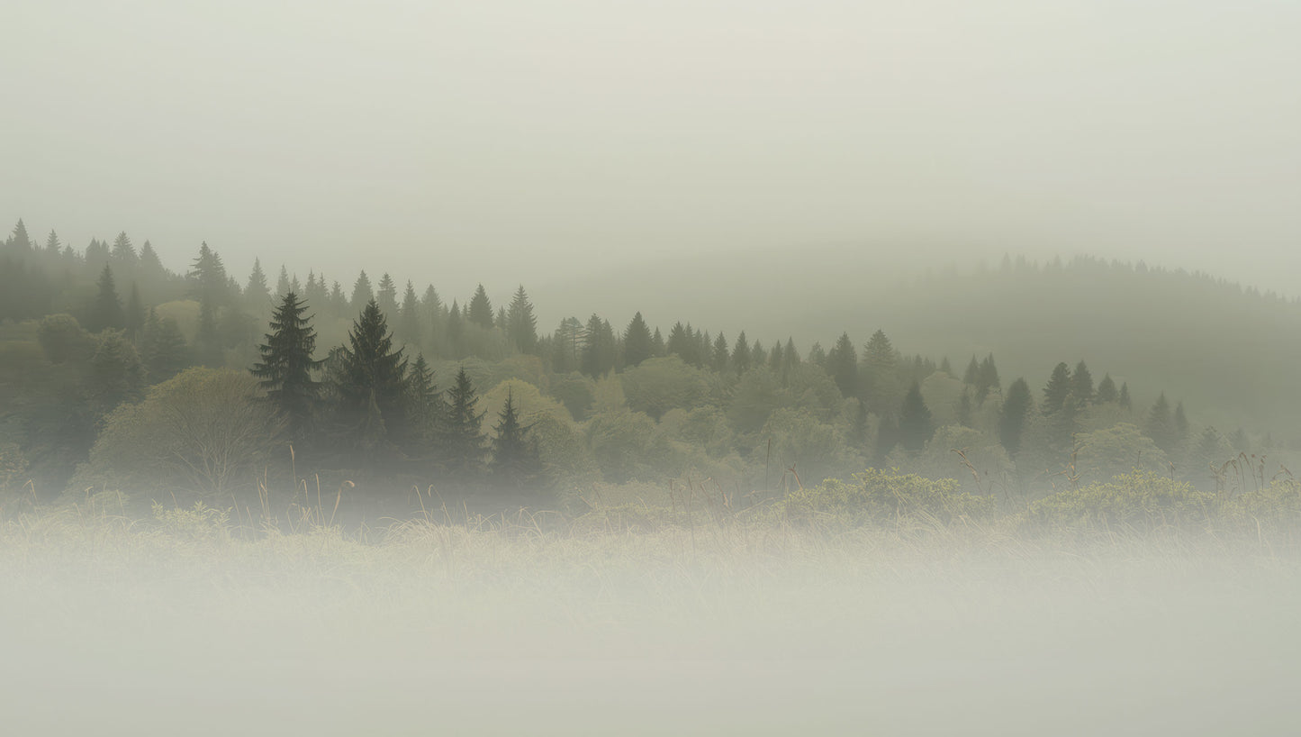 Vliestapete von Superwalls mit nebligem Waldmotiv aus Nadelbäumen.