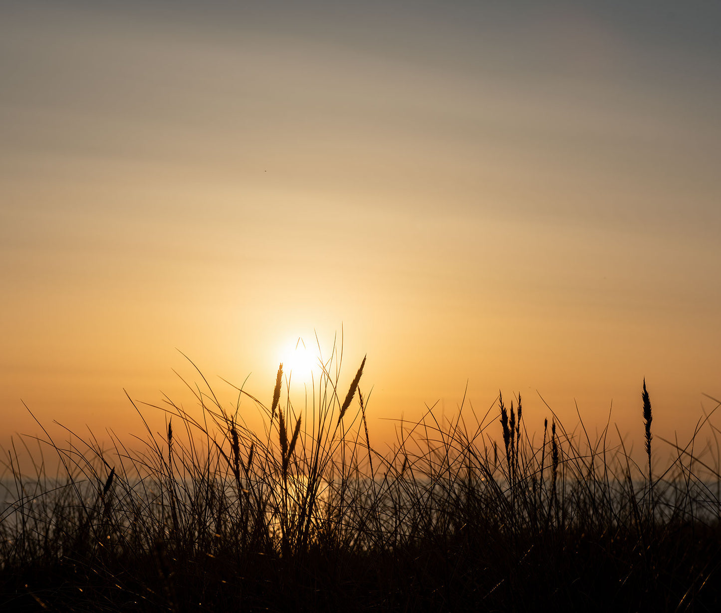 Amber Horizon