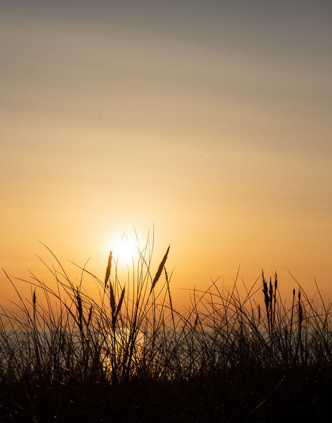 Amber Horizon