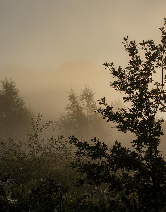 Vliestapete Fototapete mit nebliger Waldlandschaft von Superwalls