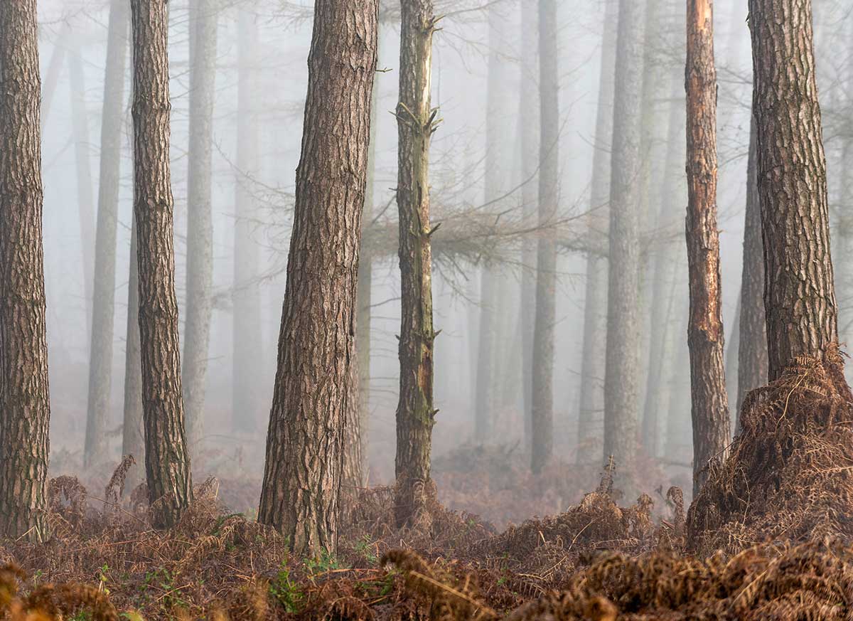 Digitaldrucktapete Wald mit Nebel