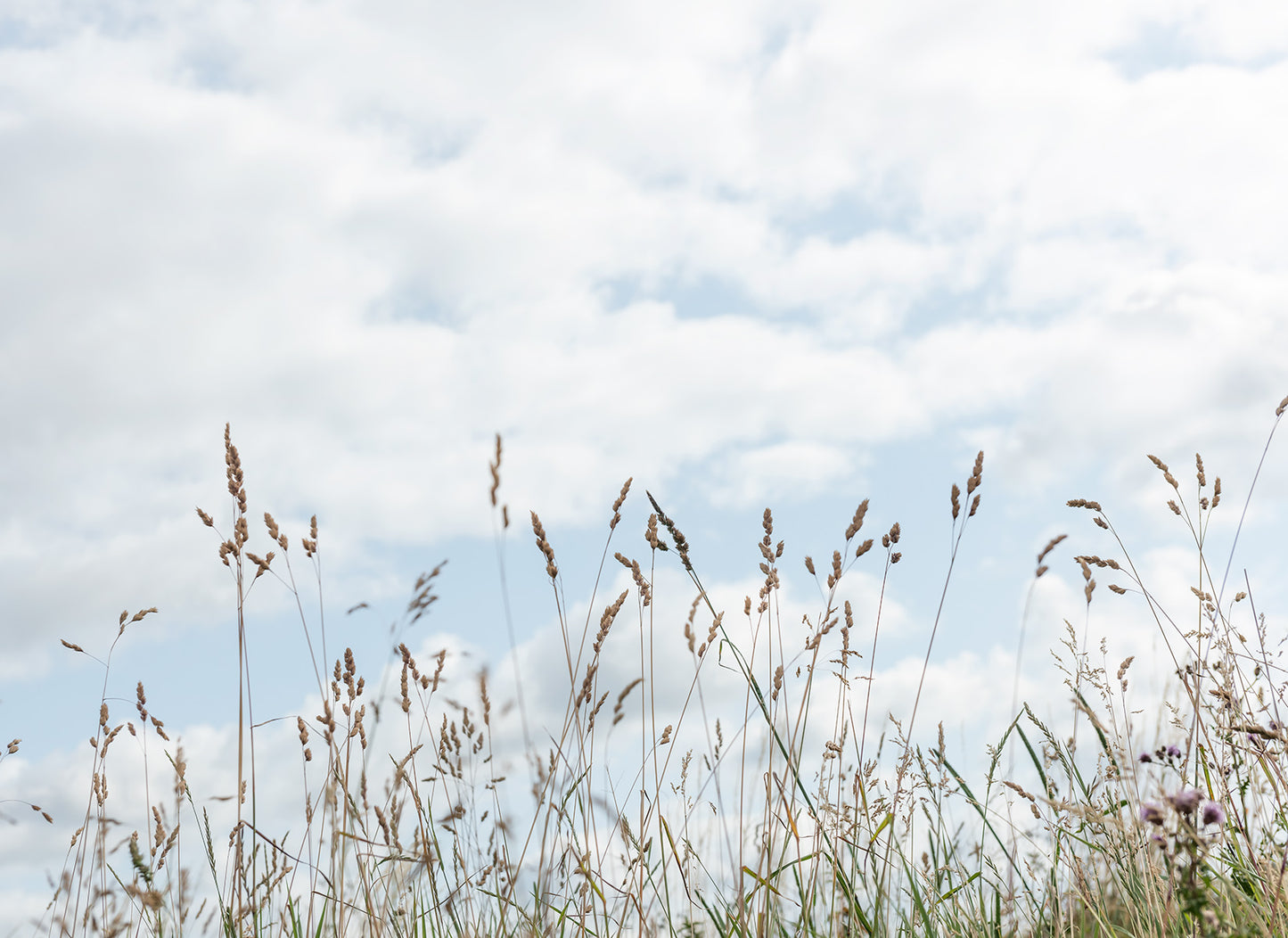 Digitaldrucktapete mit Grashalmen und Wolken