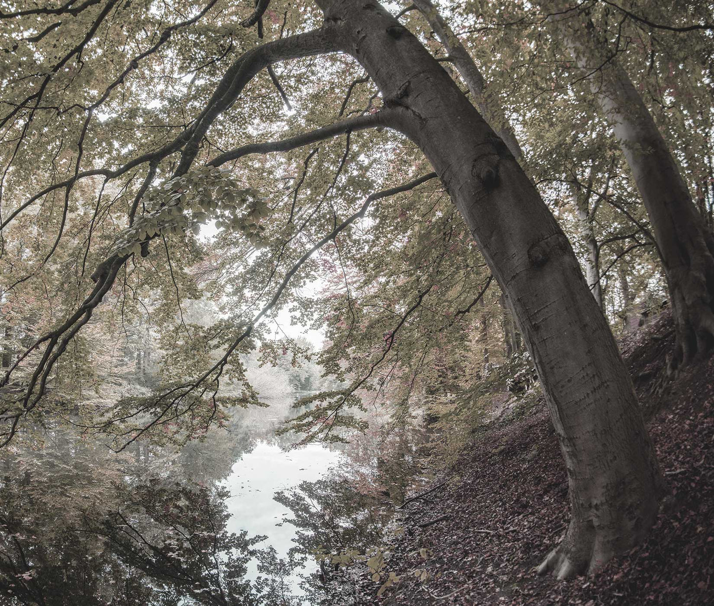 Oak On The Weier