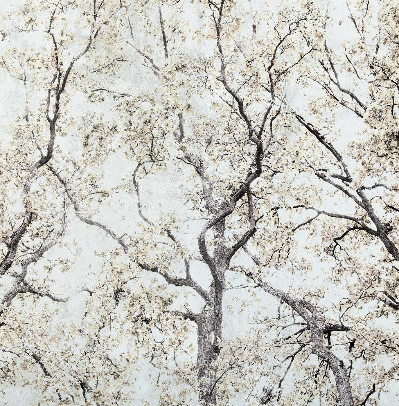 Concrete Trees