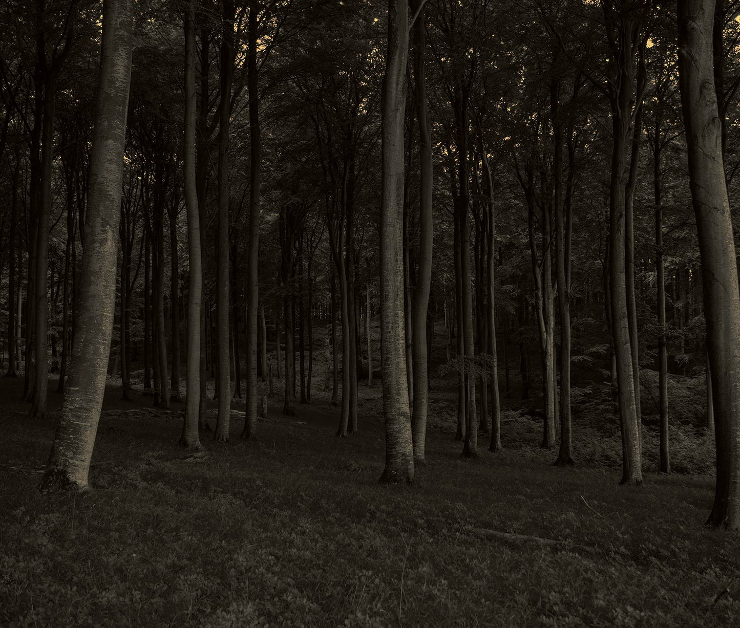 Dark Forest