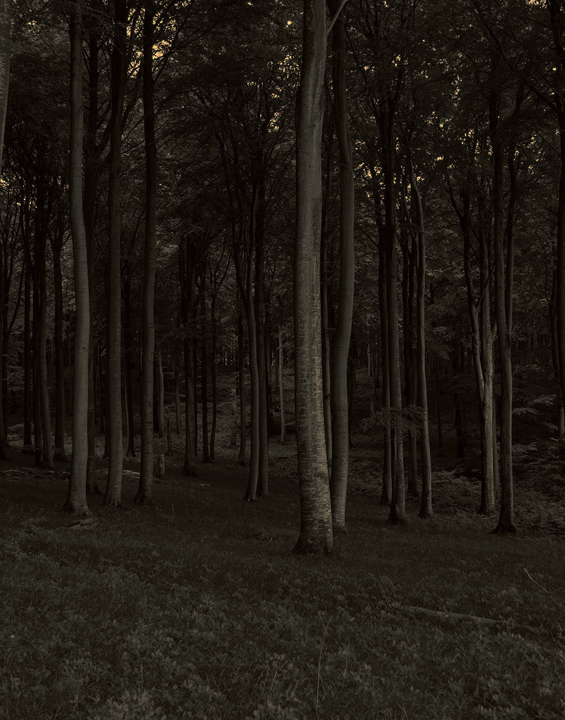 Dark Forest